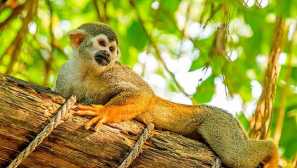 Обикновен белич маймуна